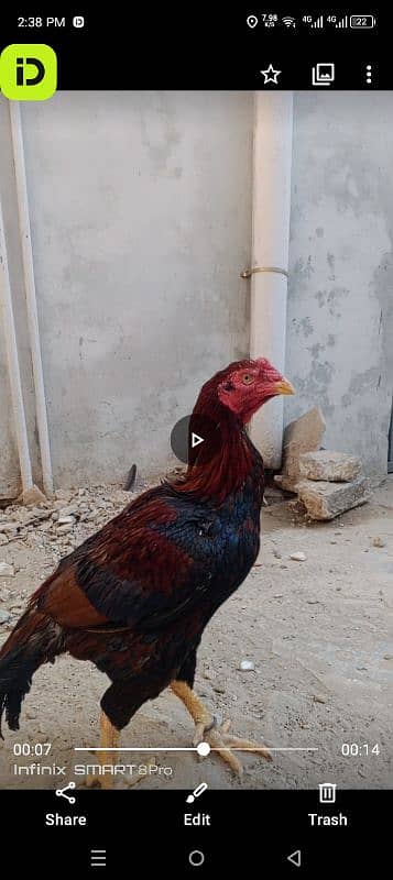 Aseel lakha breeder for sale Whatsapp number 03185022657 0