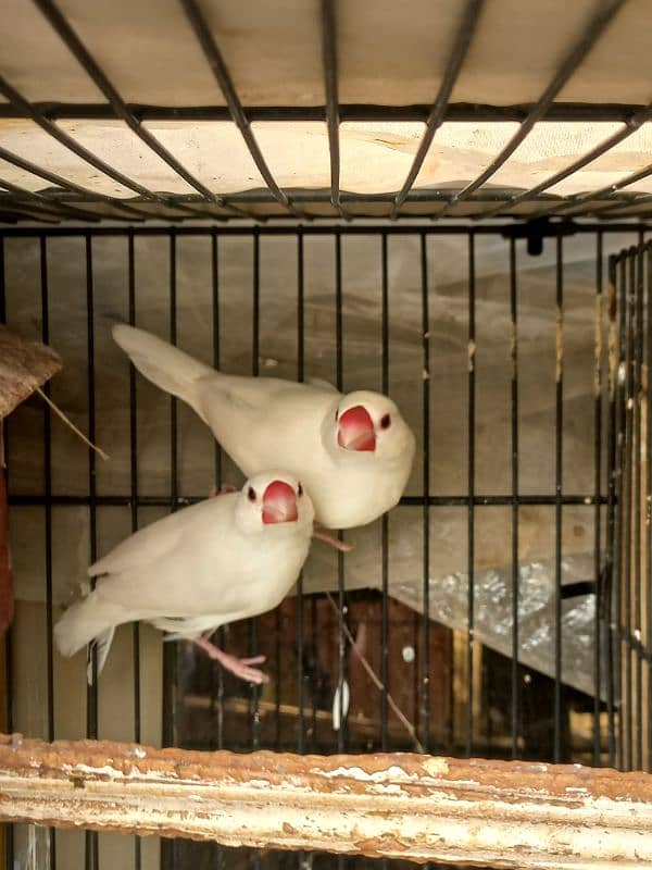 Finches 1