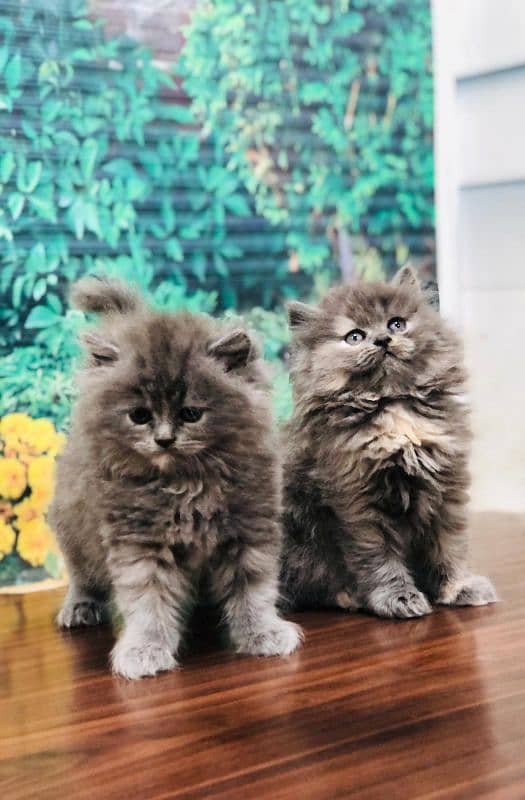 Persian Punch face triple coat cat Kitten 6