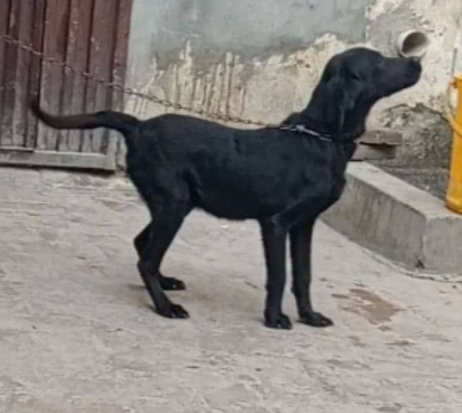 lebrador female for sale 0