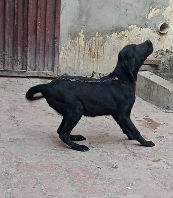 lebrador female for sale 4