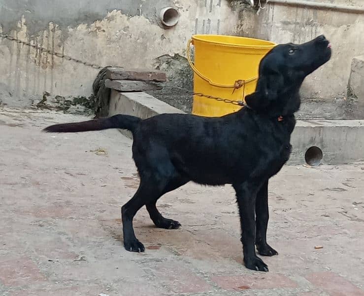 lebrador female for sale 6