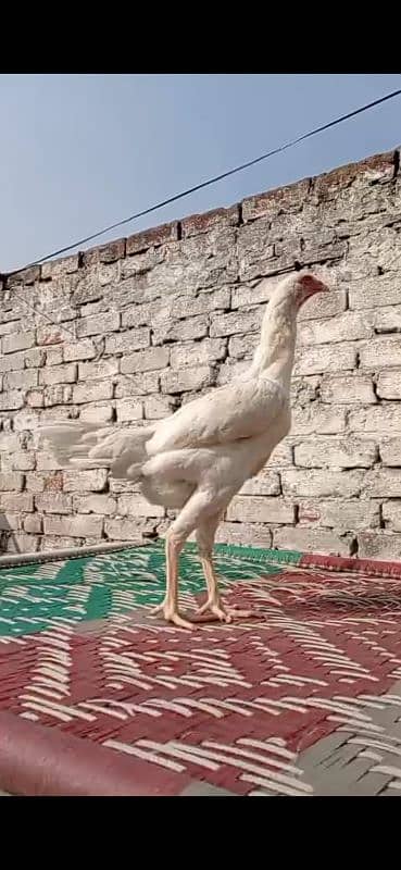 white shamo female | Shamo female | white shamo chicks 0