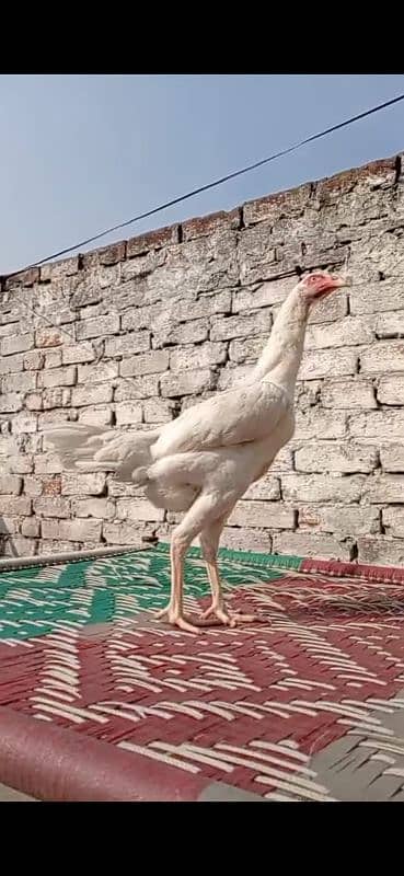 white shamo female | Shamo female | white shamo chicks 1