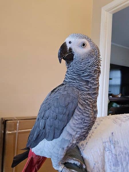 African Grey parrot 0