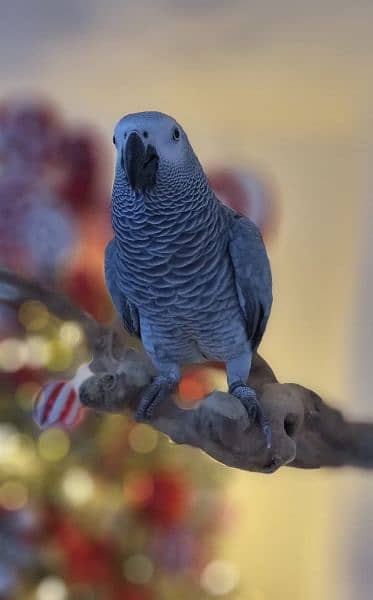 African Grey parrot 1