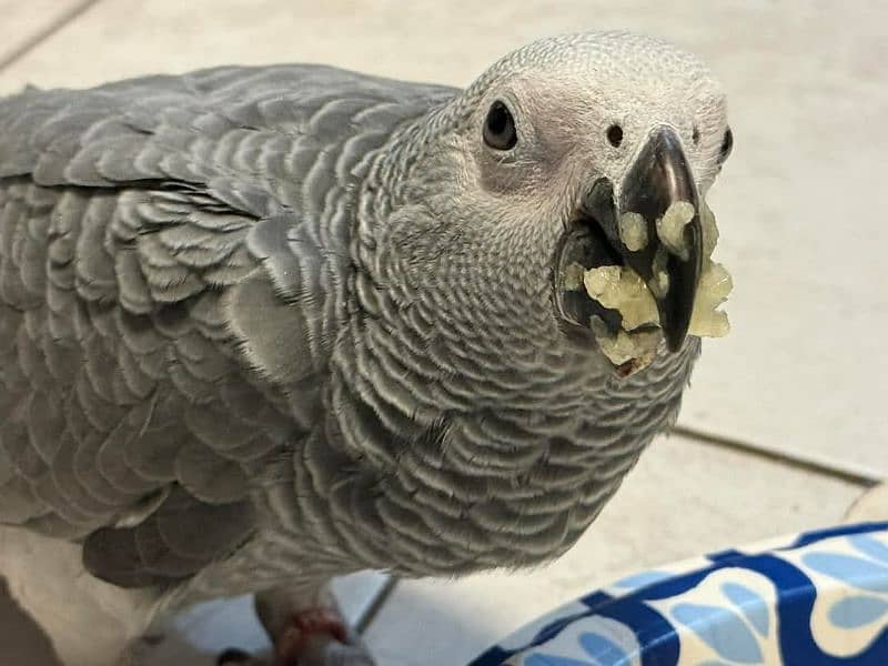 African Grey parrot 2