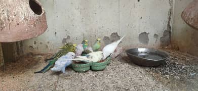 Budgies colony for sale