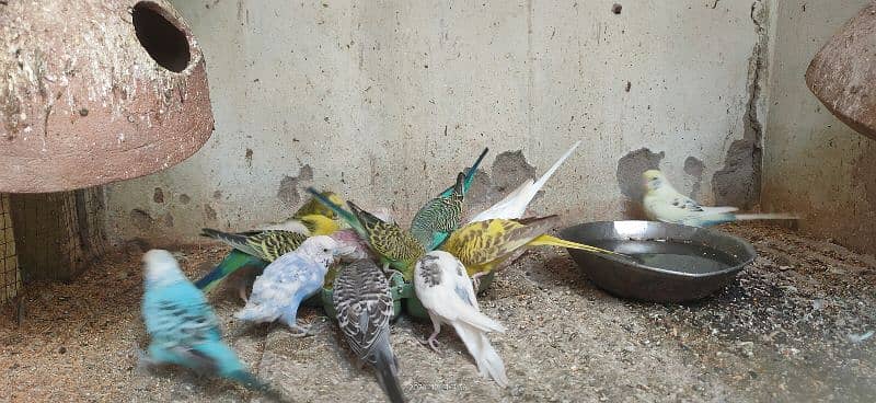 Budgies colony for sale 1