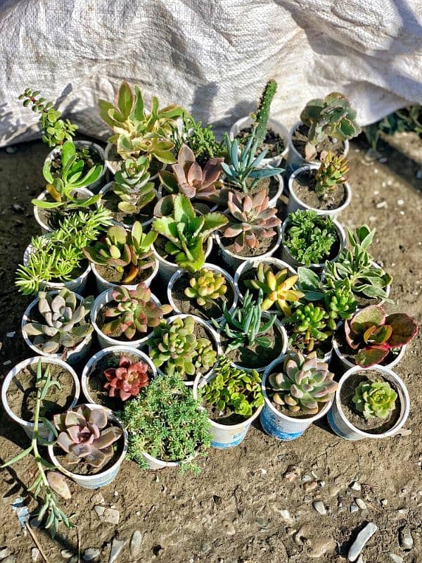 20 Different type of succulent plants available for sale 0