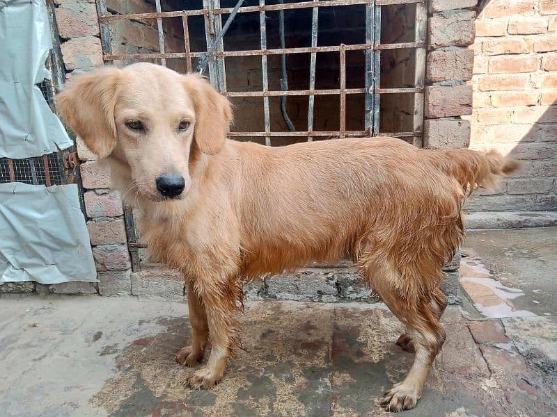 Golden retriever Breeder female 0