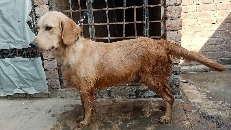 Golden retriever Breeder female 1