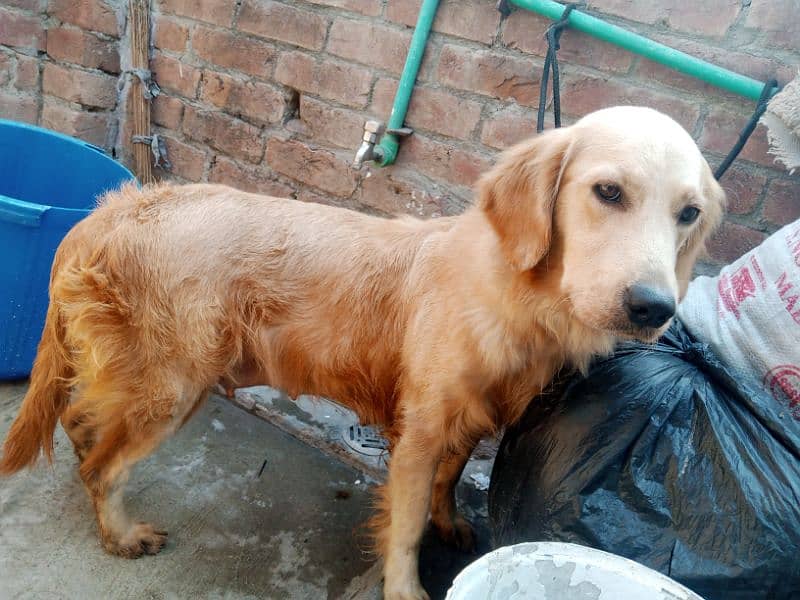 Golden retriever Breeder female 2