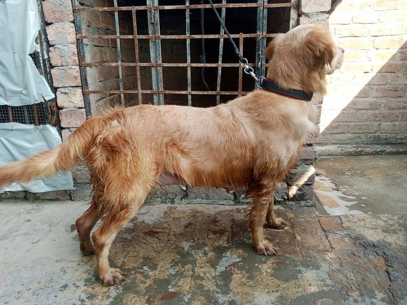 Golden retriever Breeder female 3