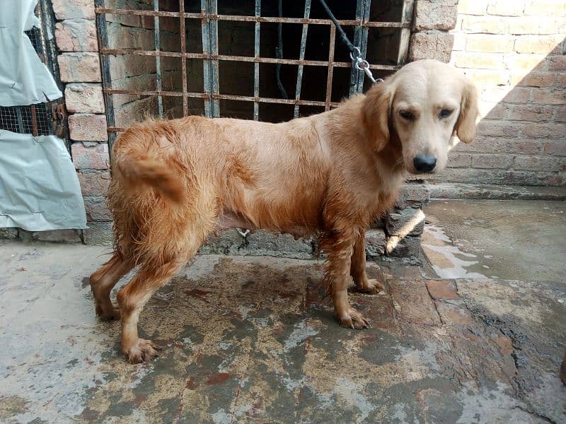 Golden retriever Breeder female 4