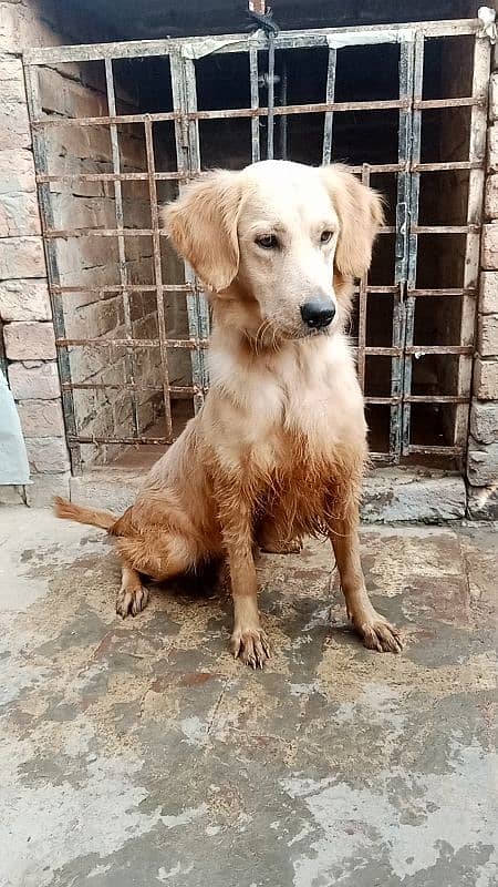 Golden retriever Breeder female 5