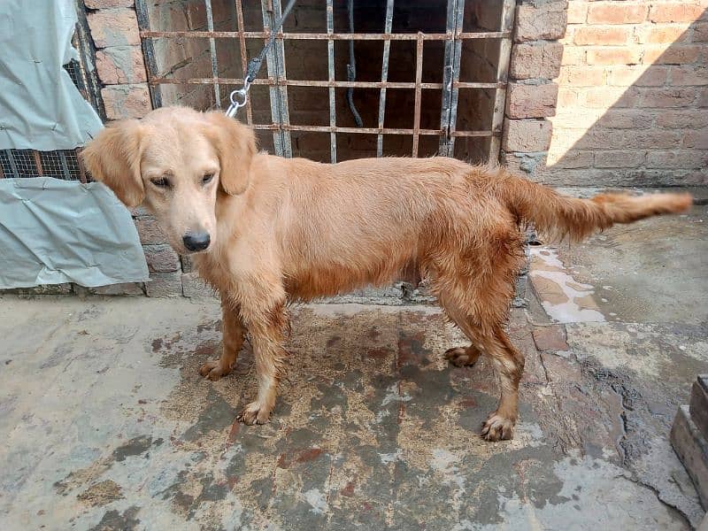 Golden retriever Breeder female 6