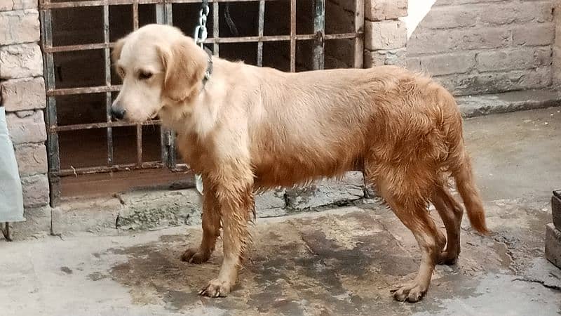 Golden retriever Breeder female 8