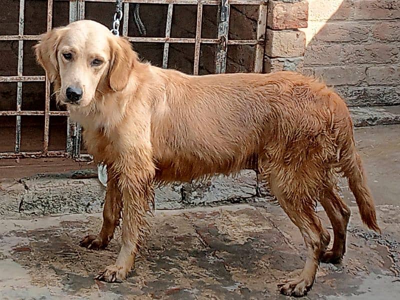 Golden retriever Breeder female 9