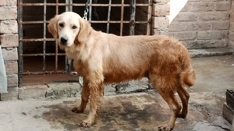 Golden retriever Breeder female 10