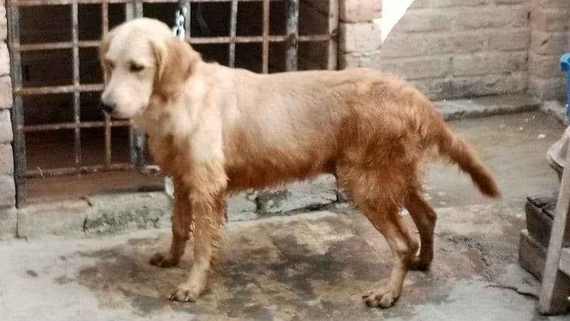 Golden retriever Breeder female 11