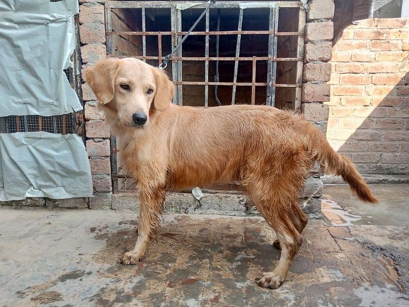 Golden retriever Breeder female 12