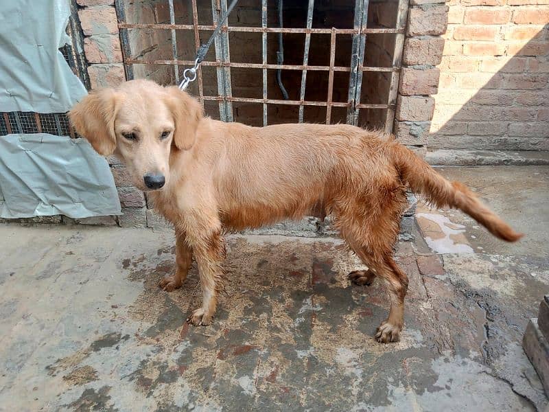 Golden retriever Breeder female 13