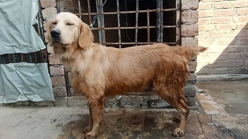 Golden retriever Breeder female 14