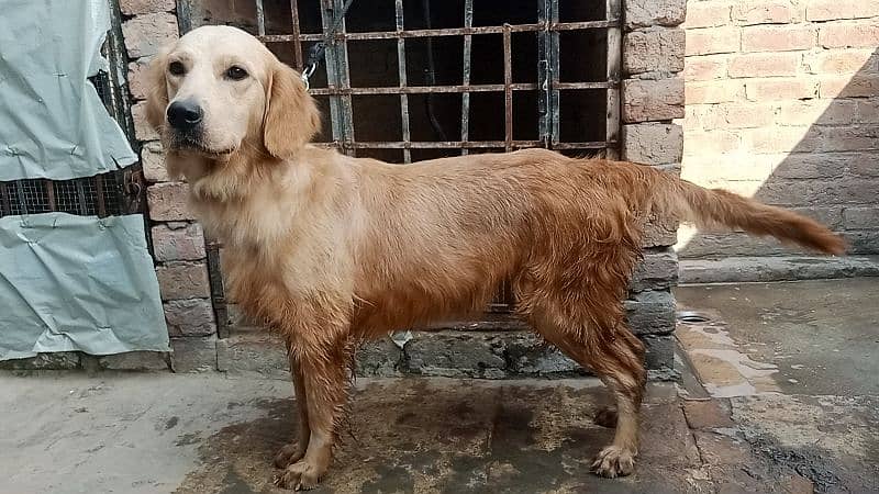 Golden retriever Breeder female 15