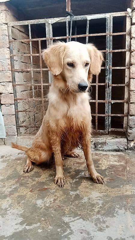 Golden retriever Breeder female 16