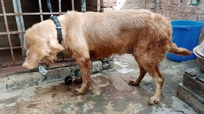 Golden retriever Breeder female 17