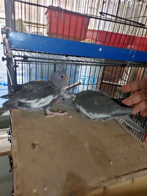 Cockatiel Chicks for handtame 1