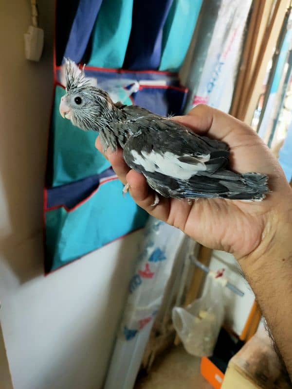 Cockatiel Chicks for handtame 2