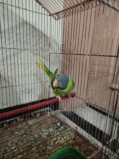 Green Plum Parrot Raw parakeet female talking mithoo