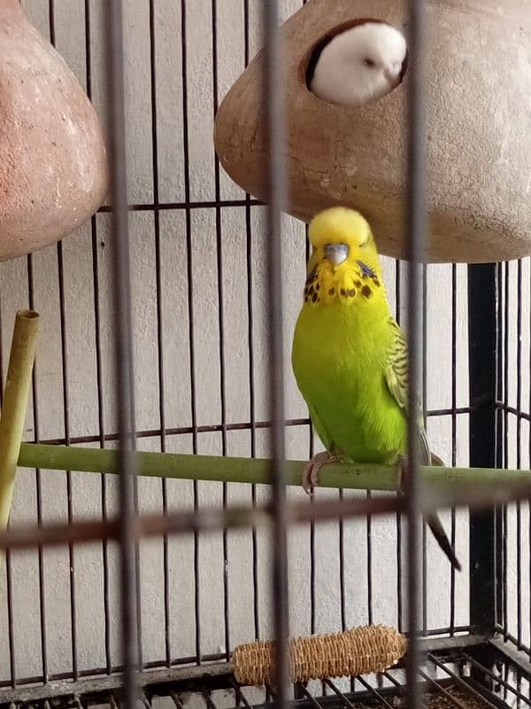 TCB King size exhi Australian parrots 0