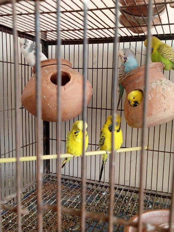 TCB King size exhi Australian parrots 1