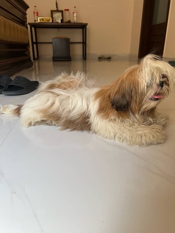 shih tzu 1