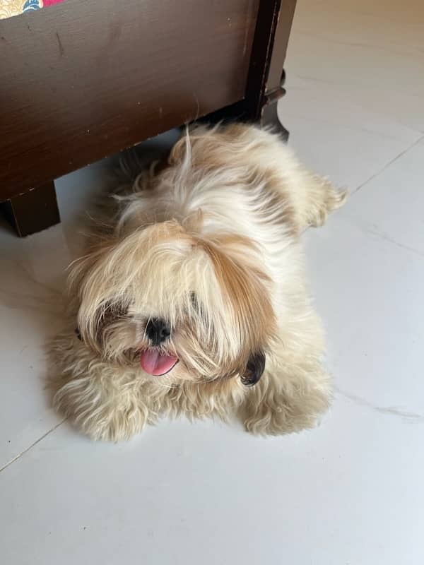 shih tzu 4