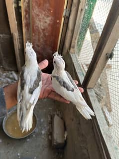 v pied chicks near to self