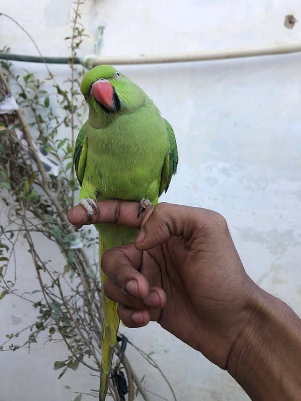 Green Ring Neck Parrot 0