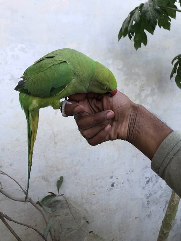 Green Ring Neck Parrot 1