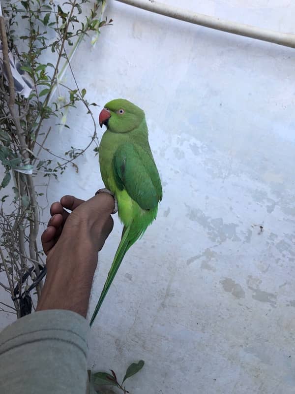 Green Ring Neck Parrot 2