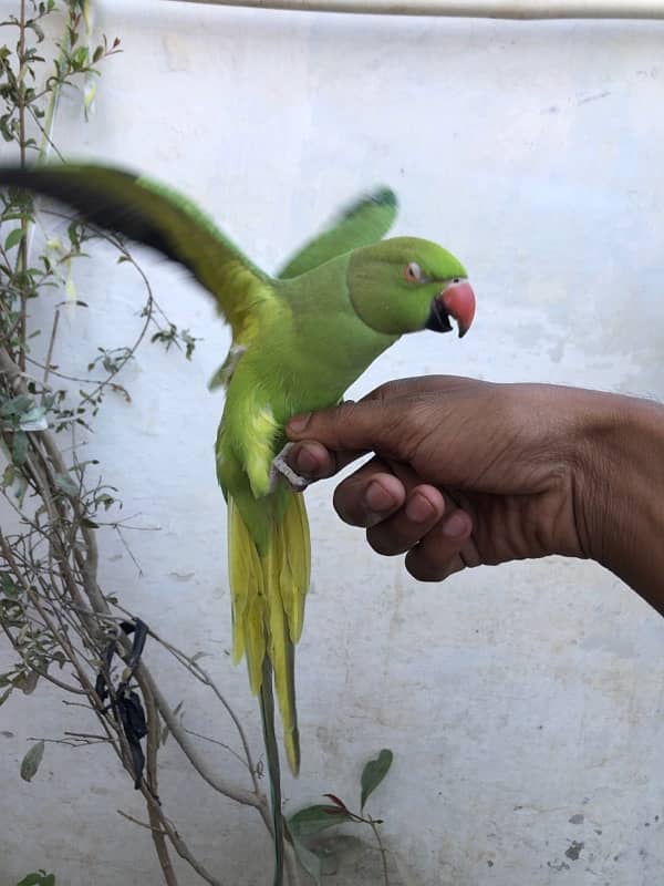 Green Ring Neck Parrot 3