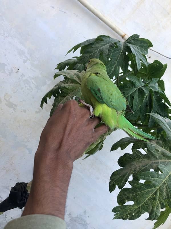 Green Ring Neck Parrot 4