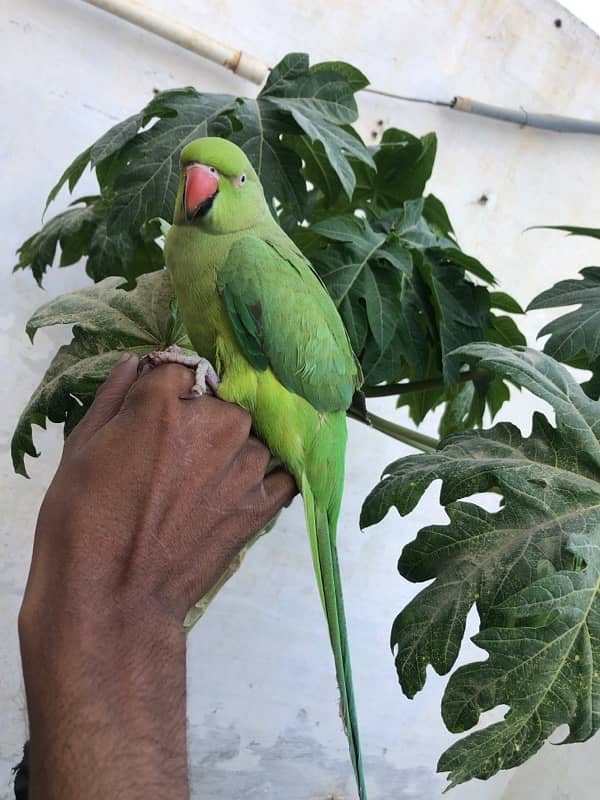 Green Ring Neck Parrot 5