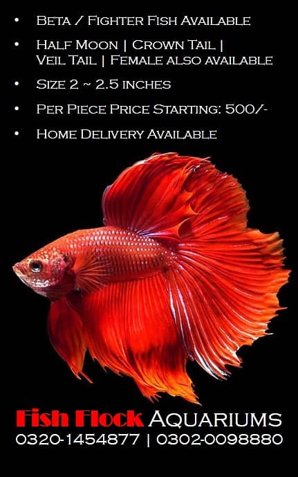 BETA / FISH AVAILABLE 0