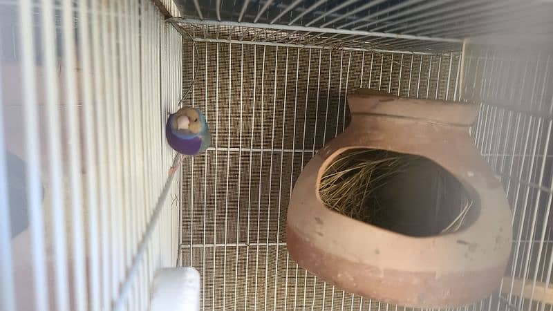 Lady Gouldian finch 1