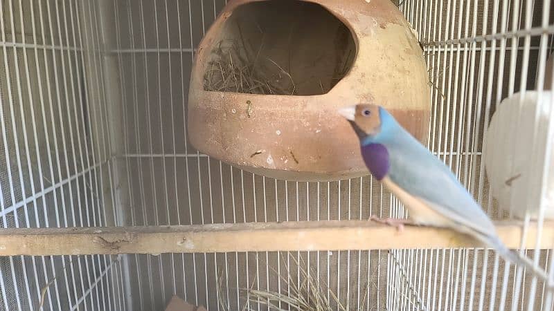 Lady Gouldian finch 2