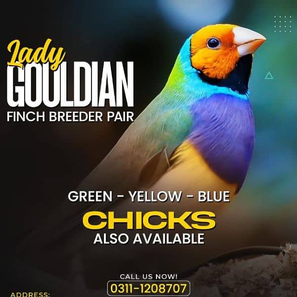 Lady Gouldian finch 3