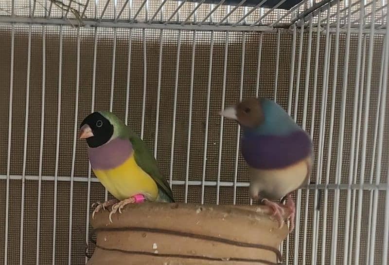 Lady Gouldian finch 6